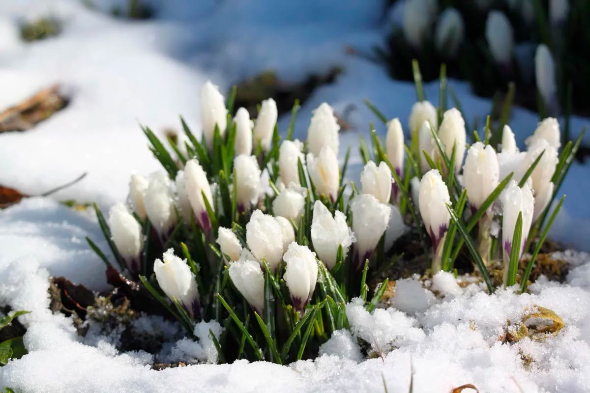 «Крокусы под снегом»