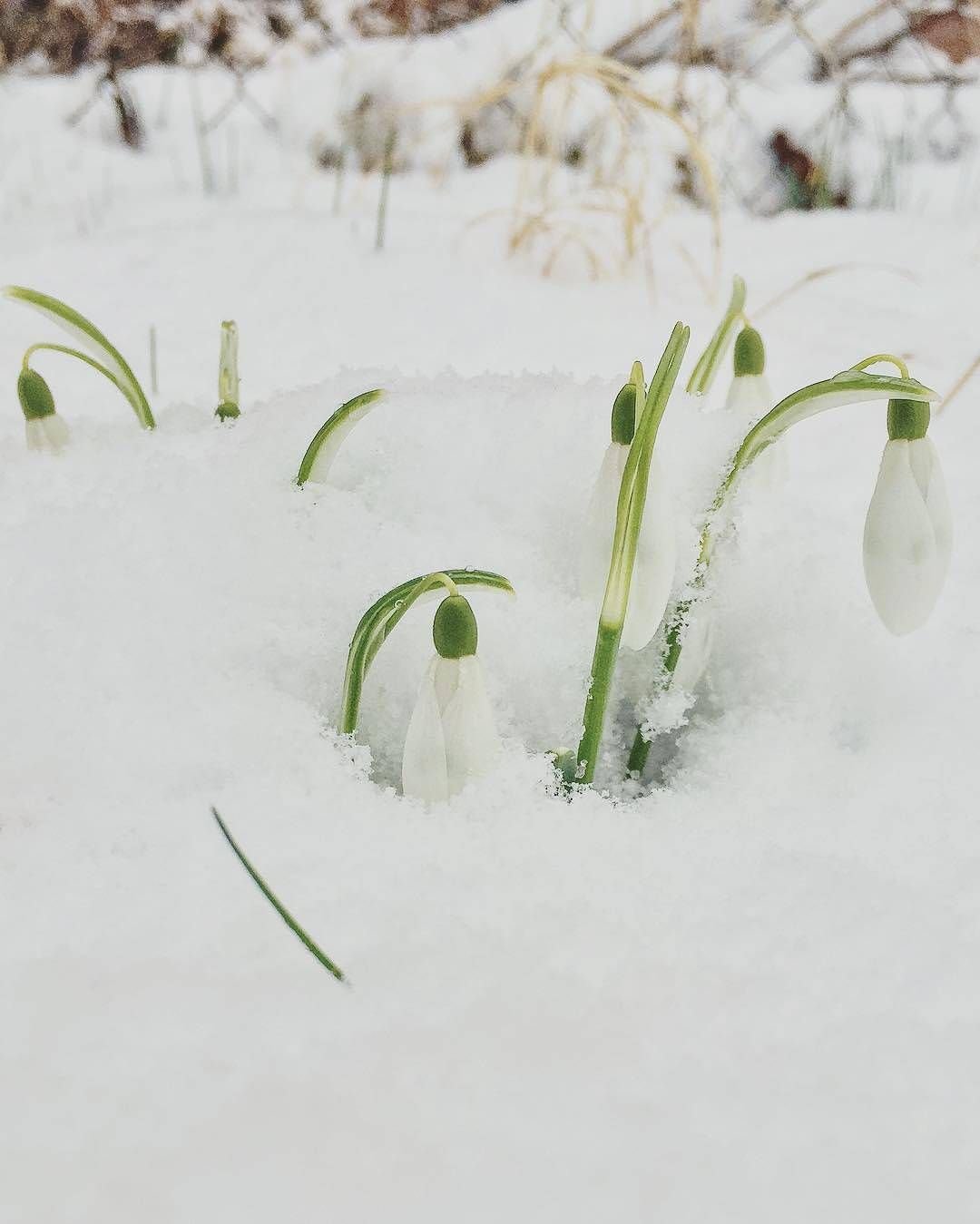 Подснежники растут в снегу