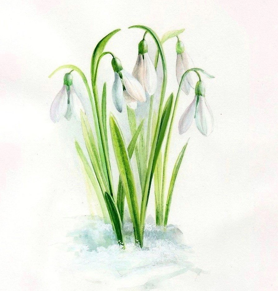 Подснежники в снегу