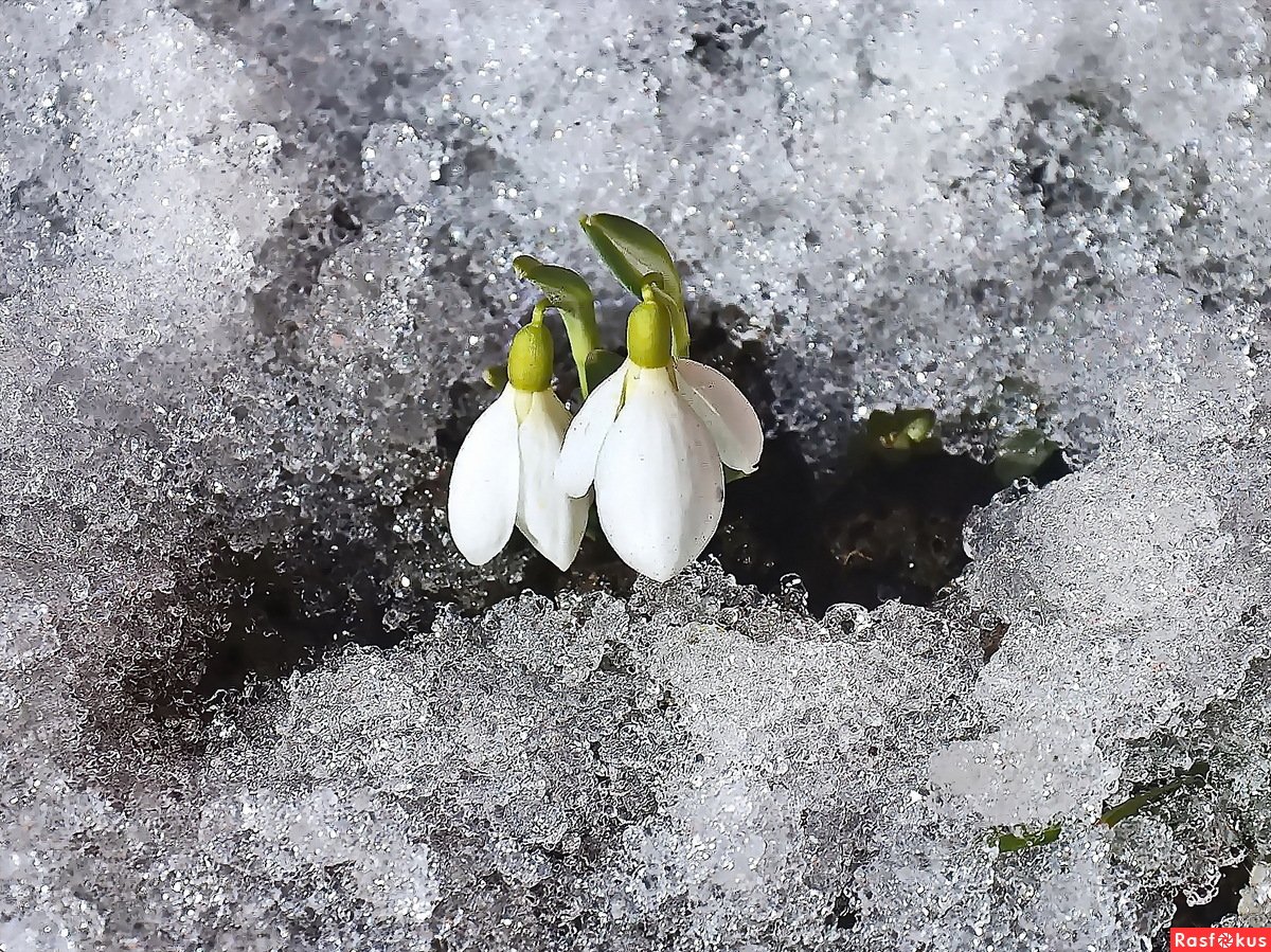 Подснежники крокусы в снегу