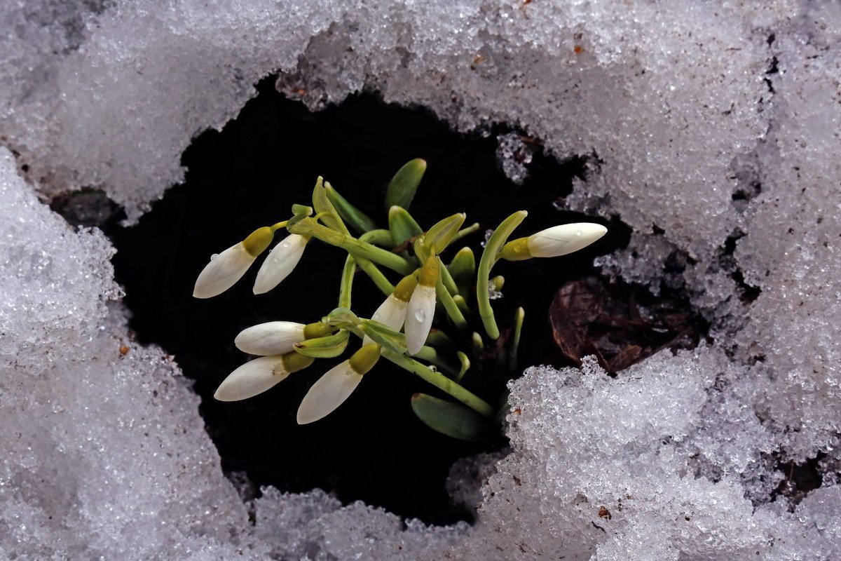 Подснежник ризейский