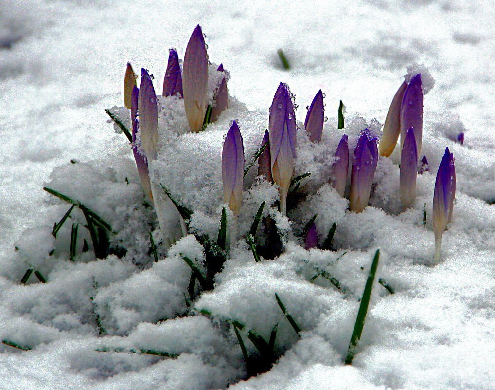 Подснежники в снегу
