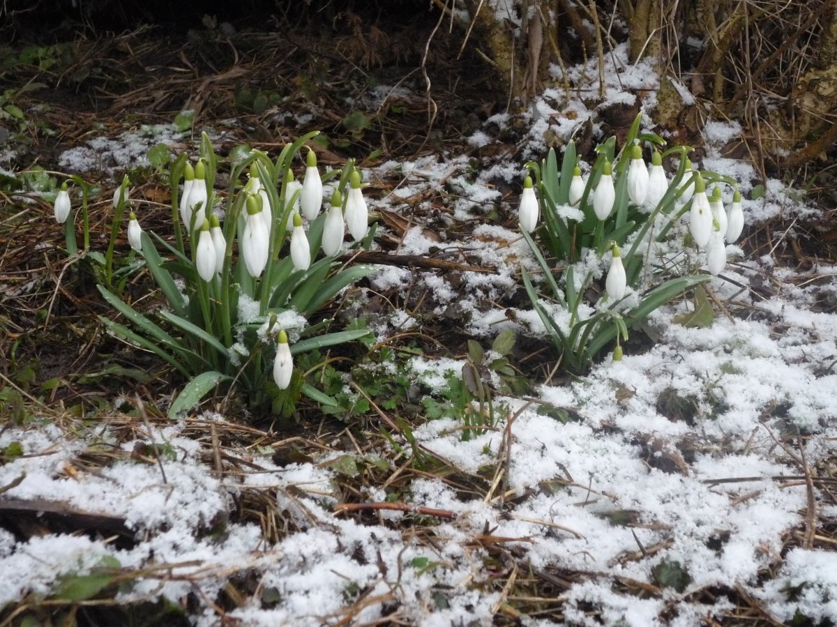 Картинки на рабочий стол Весна