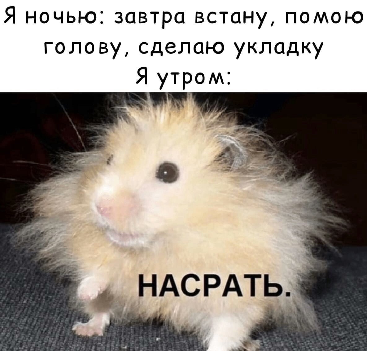 Смешной кот потягивается