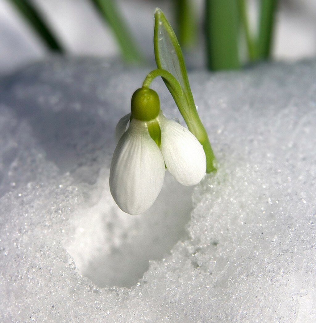 Татьяна Бехтгольд художник