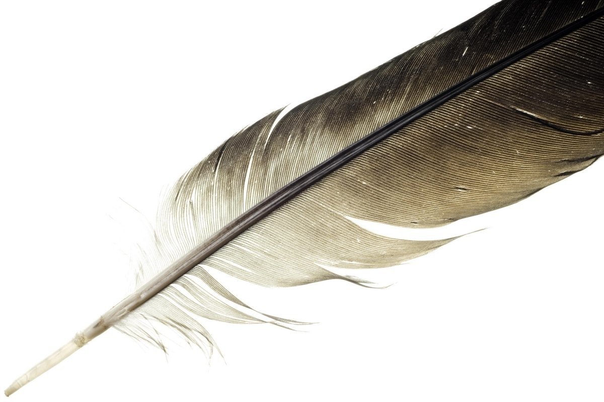 Перо картинка для детей