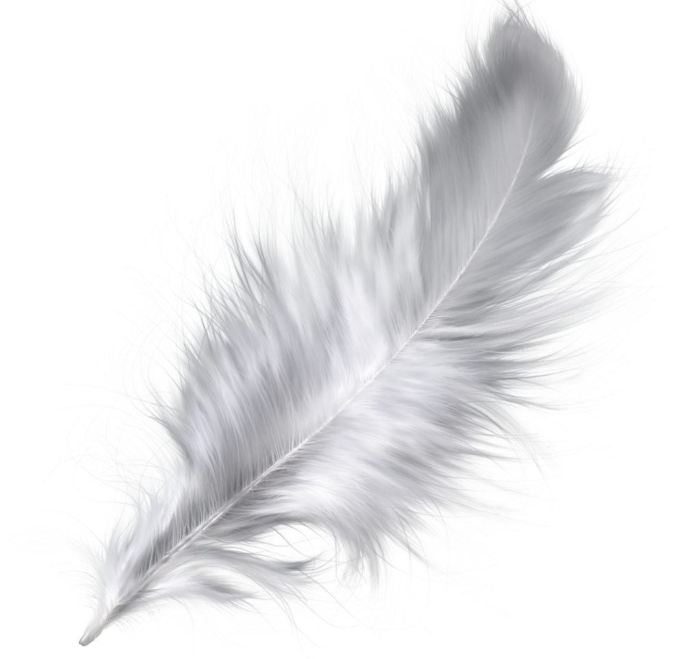 Белое перо без фона