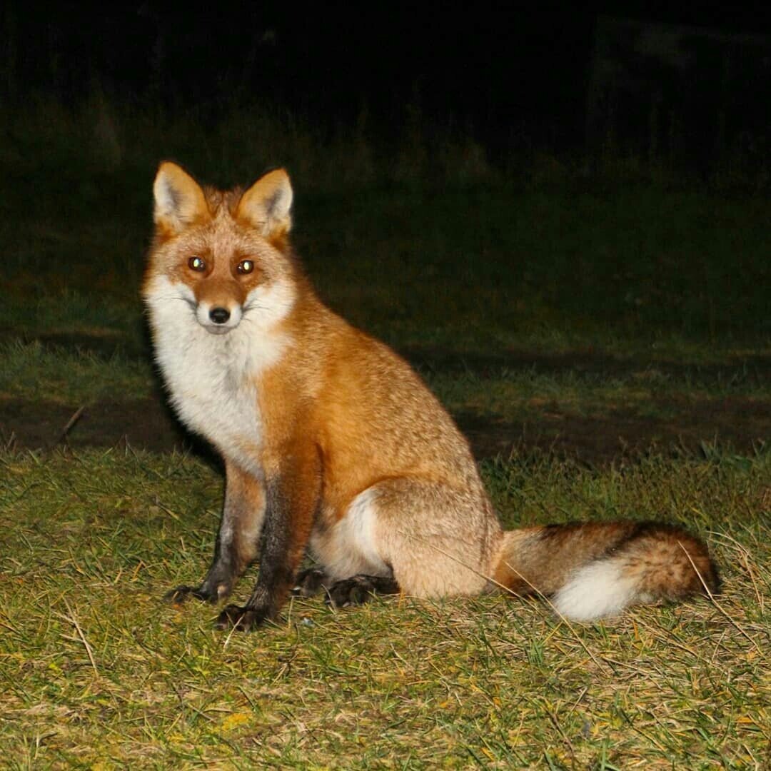 Лис и пёс Тод маленький