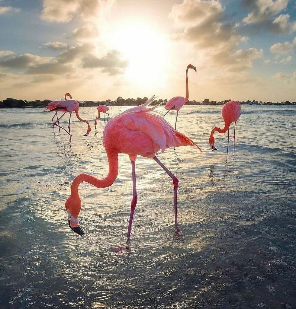 Розовый Фламинго на розовом фоне