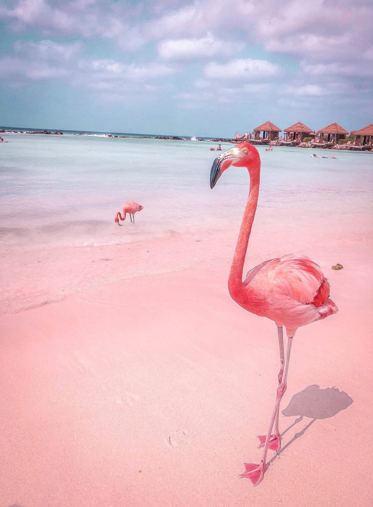 Фламинго на закате