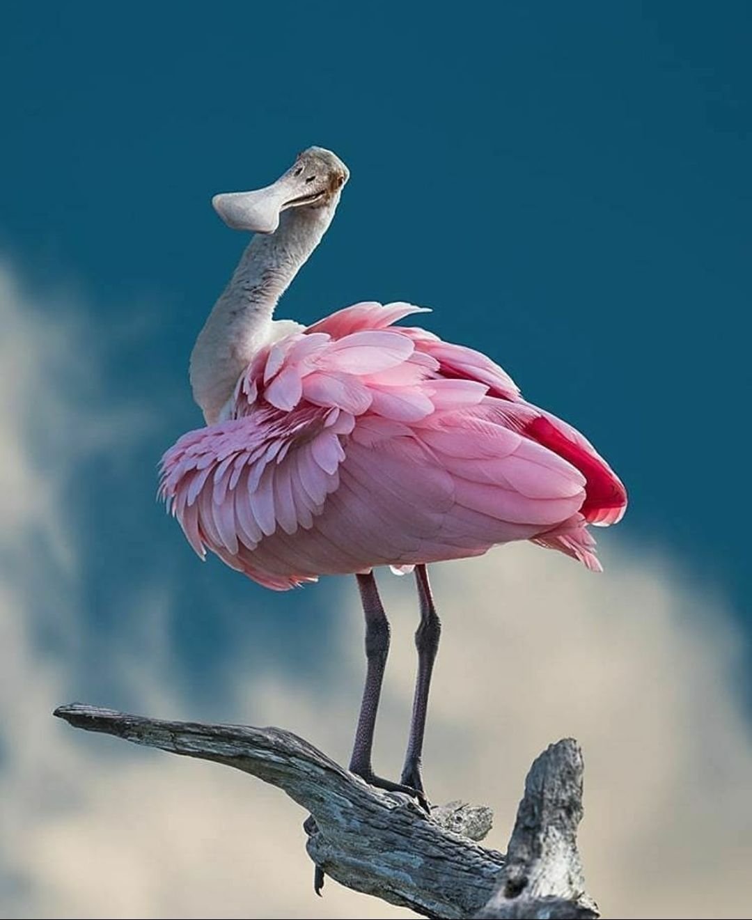 Фламинго на закате