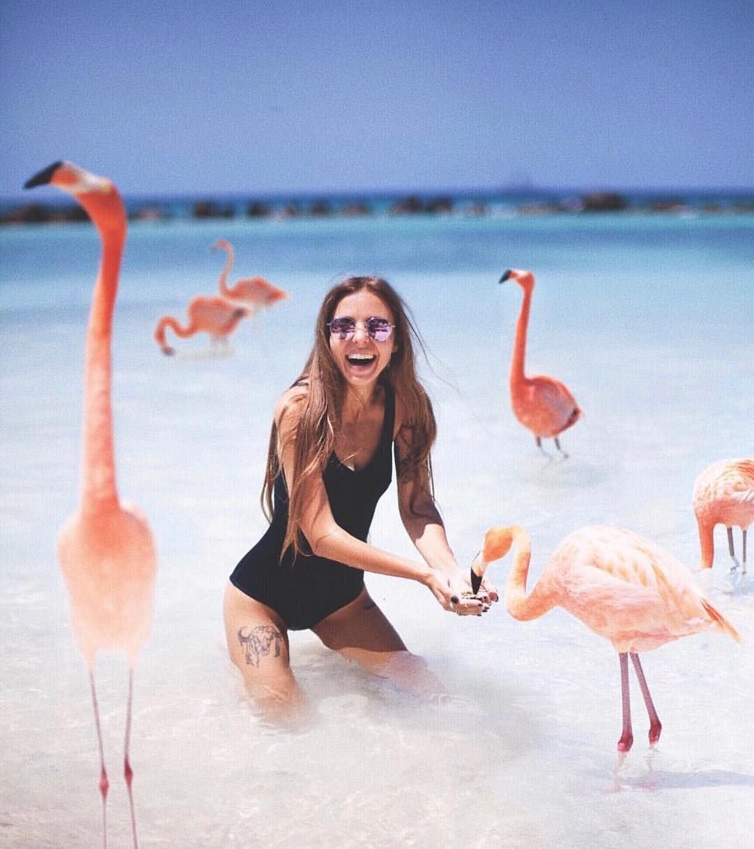 Сумасшедший Фламинго вектор