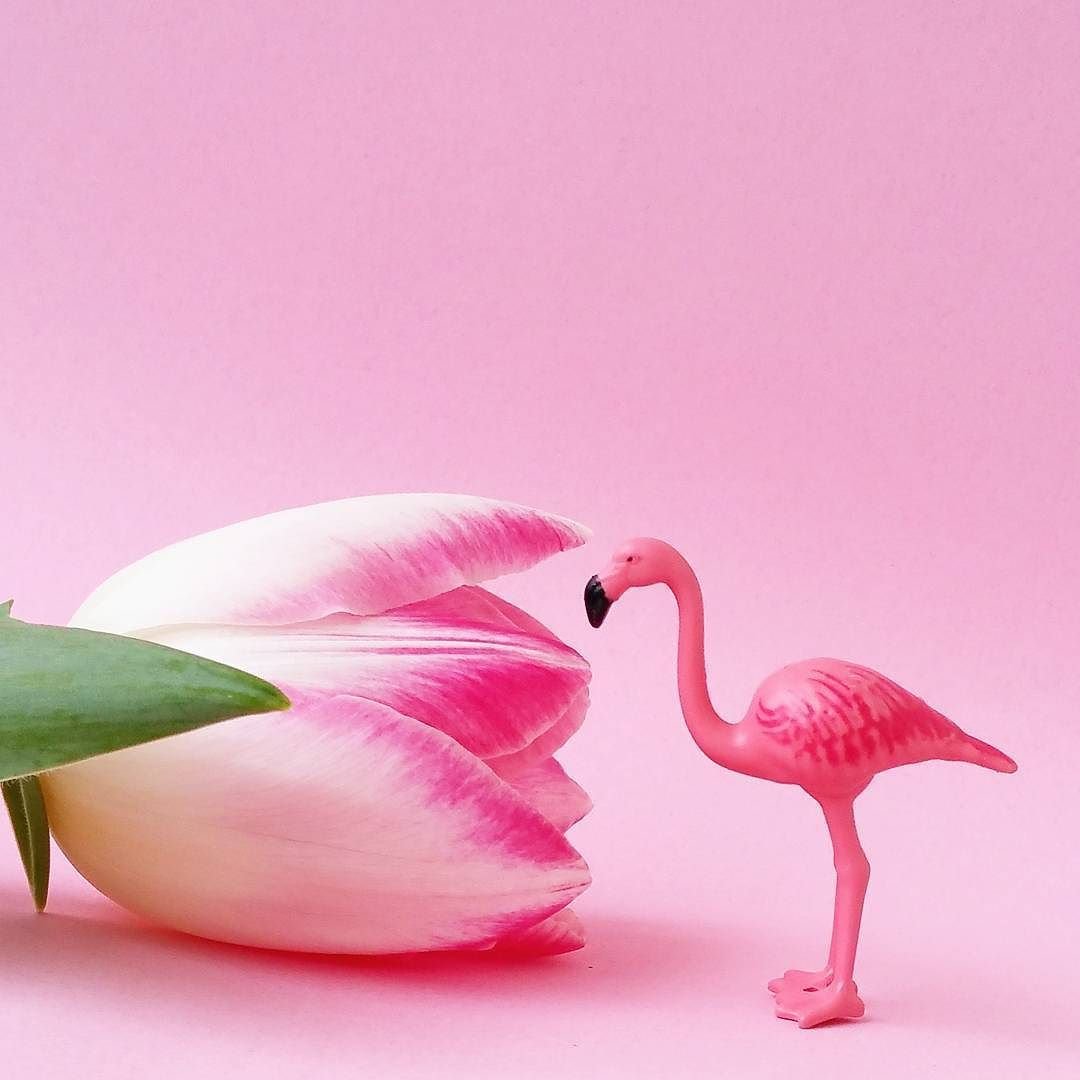 Розовый Фламинго