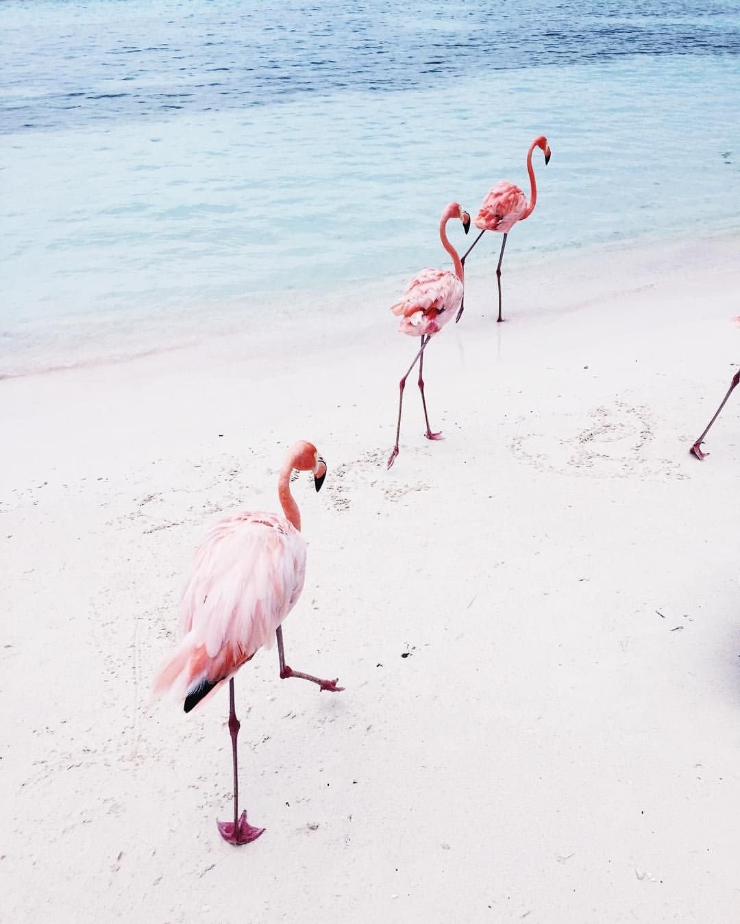 Фламинго aesthetic