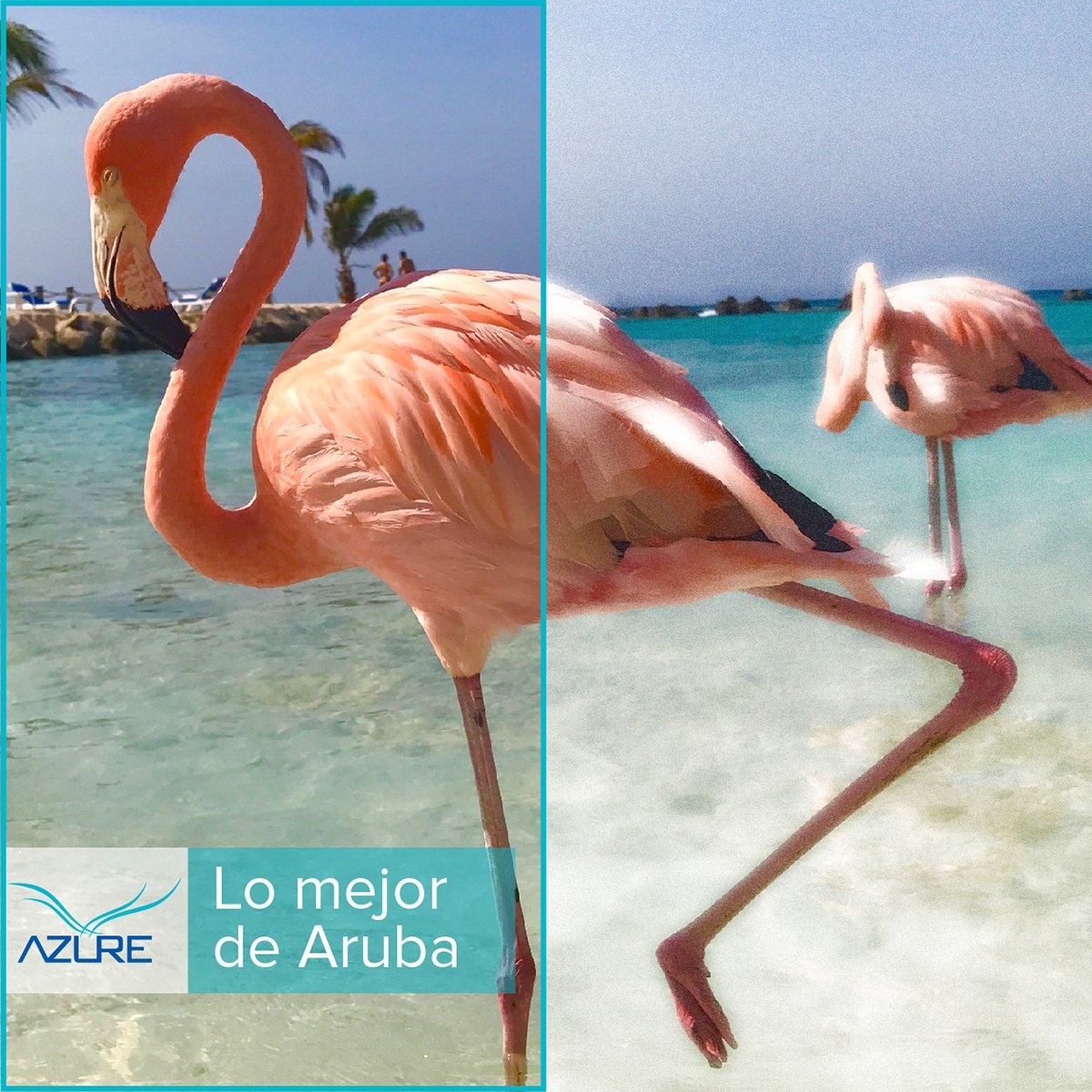 Фламинго фото