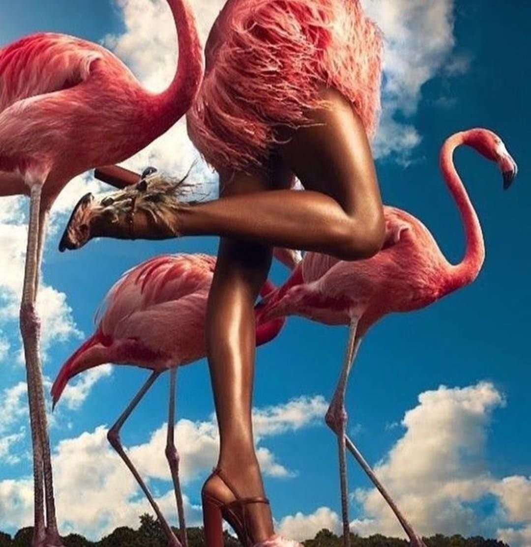 Фламинго Эстетика