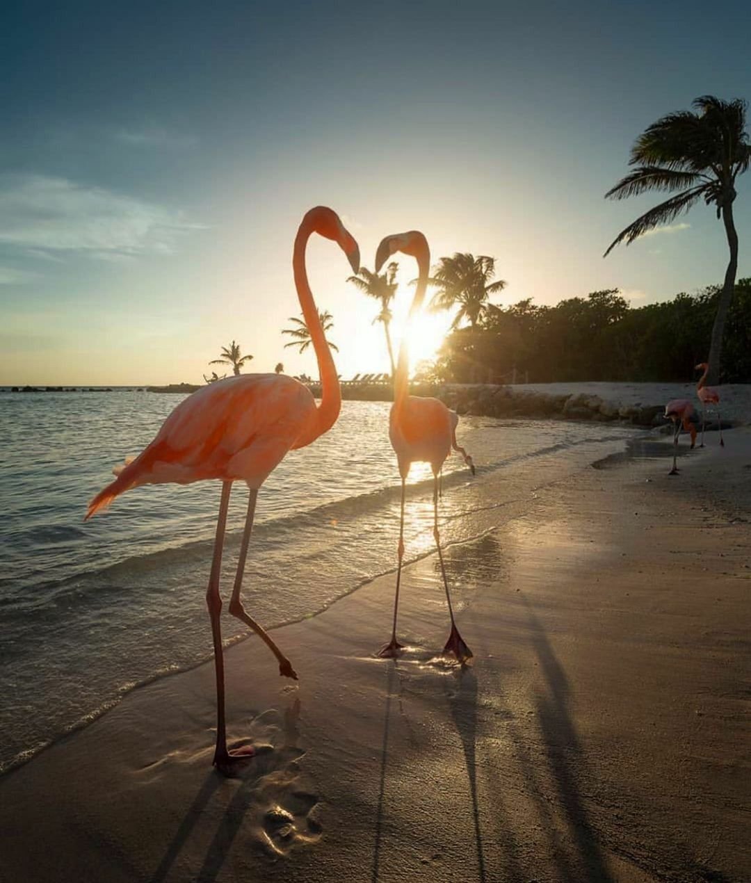 Три розовых Фламинго на закате