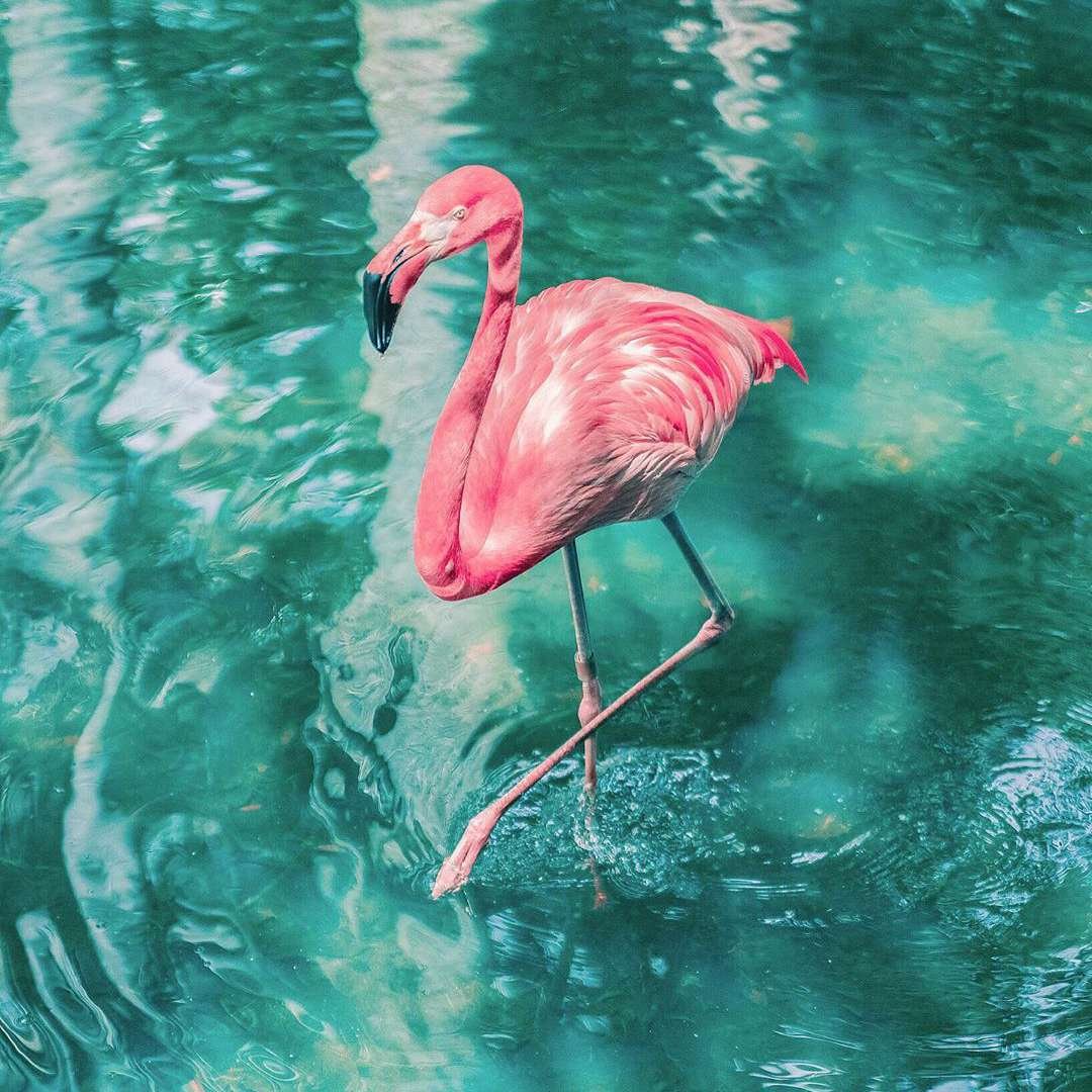 Смешной Фламинго