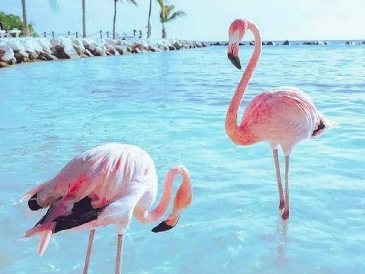 Доброе утро Фламинго