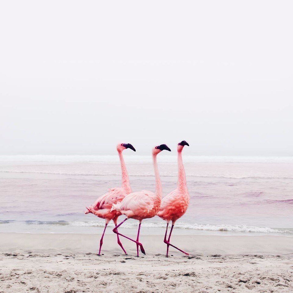 Аруба пляж с Фламинго