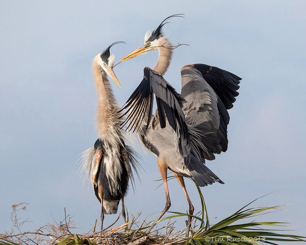 Журавль и цапля русская народная сказка