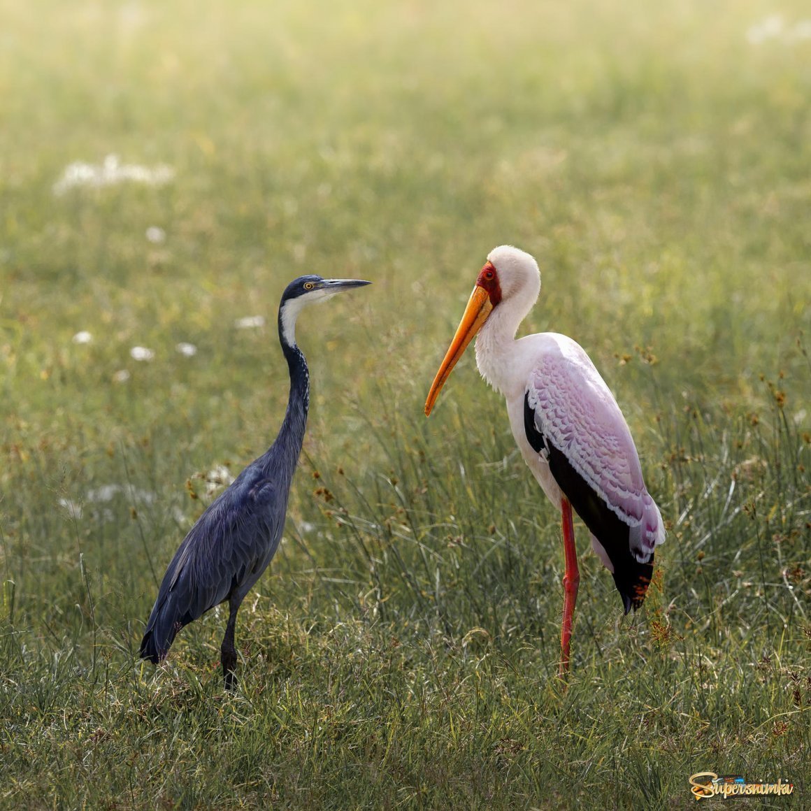 Рачёв Евгений Михайлович иллюстрации к сказкам