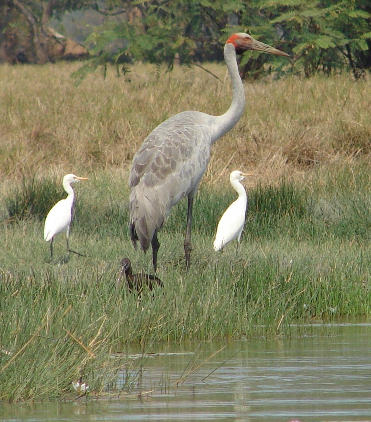 Иллюстрация журавль и цапля нарисовать