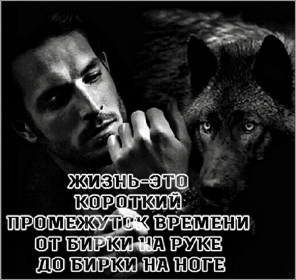 Цитаты волка