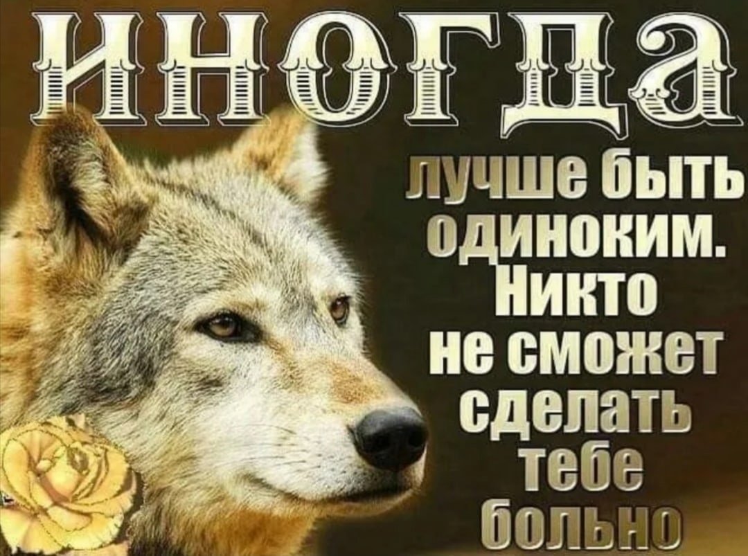 Цитаты про Волков со смыслом