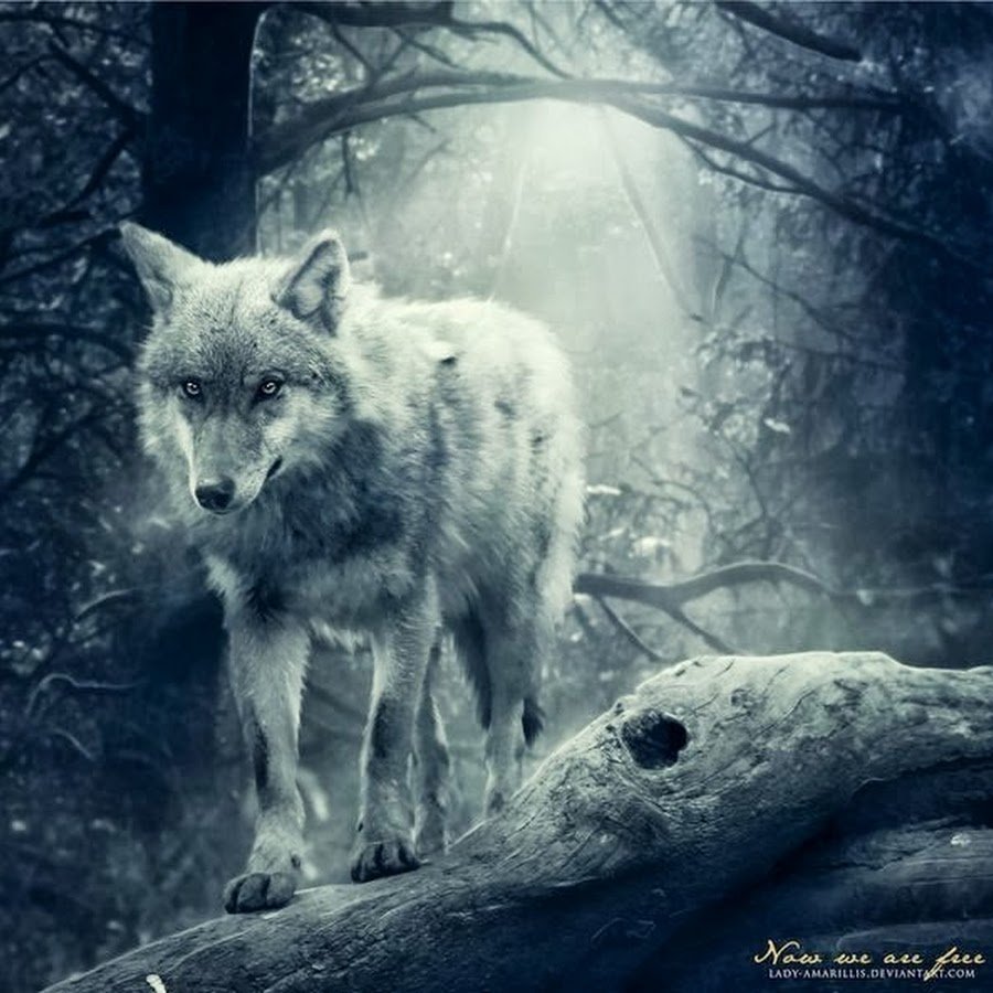 Одинокий волк с надписью