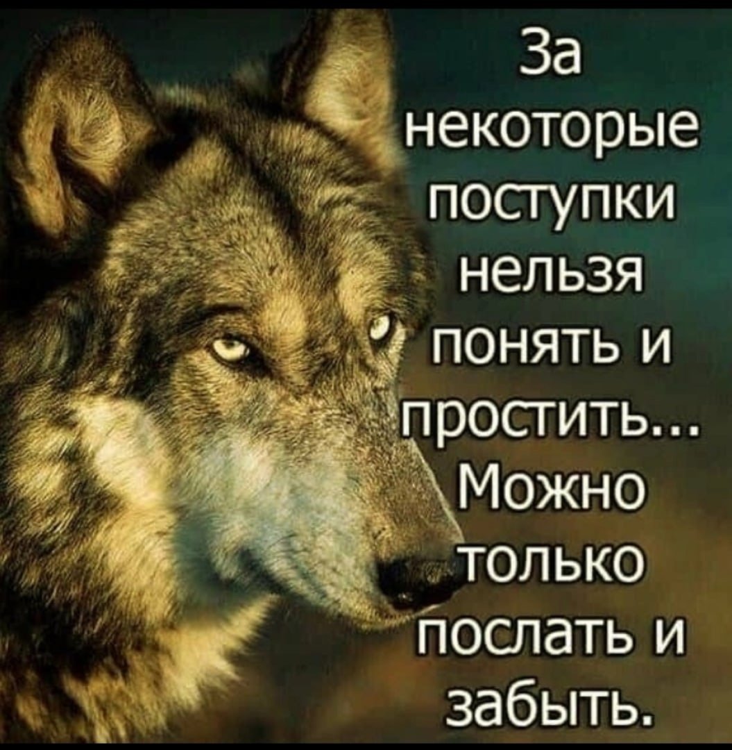 Одинокий волк цитаты