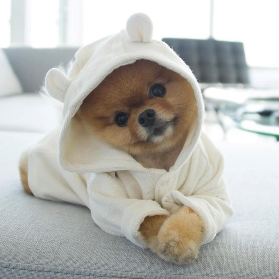 Померанский шпиц jiffpom белый