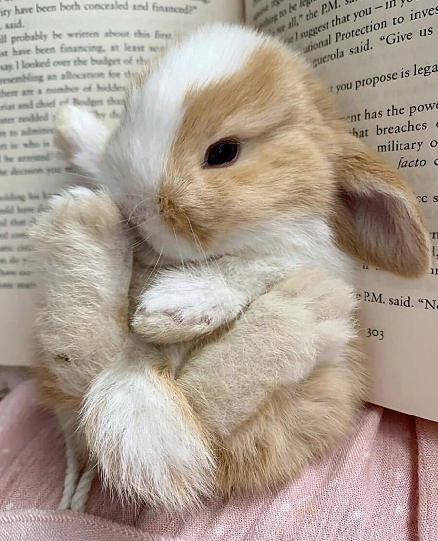 Доброе утро кролик