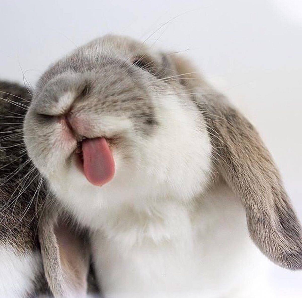 Белый пушистый кролик