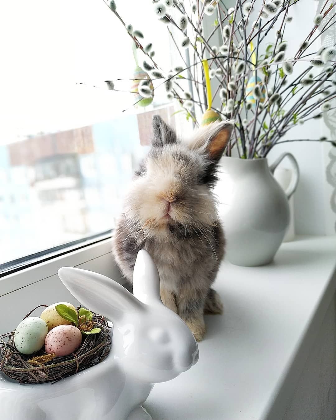 Сьюзен Виллер кролики