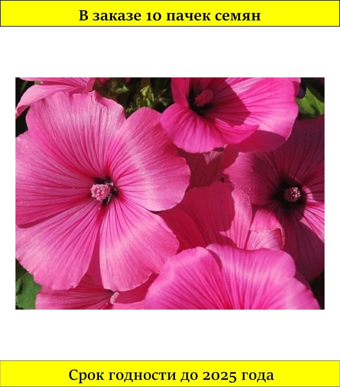 Лаватера Рубиновая