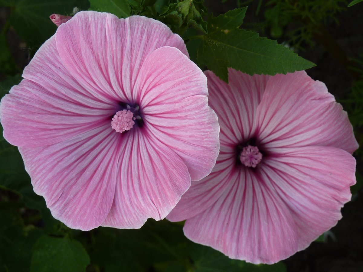 Лаватера Сильвер кап