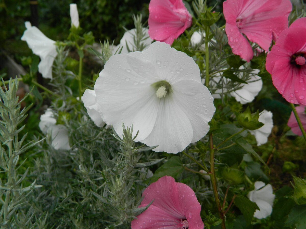 Мальва лаватера