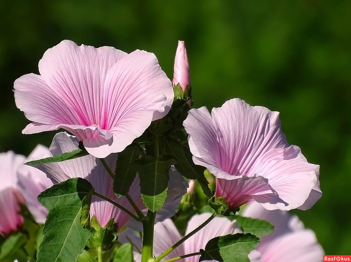 Лаватера розовая
