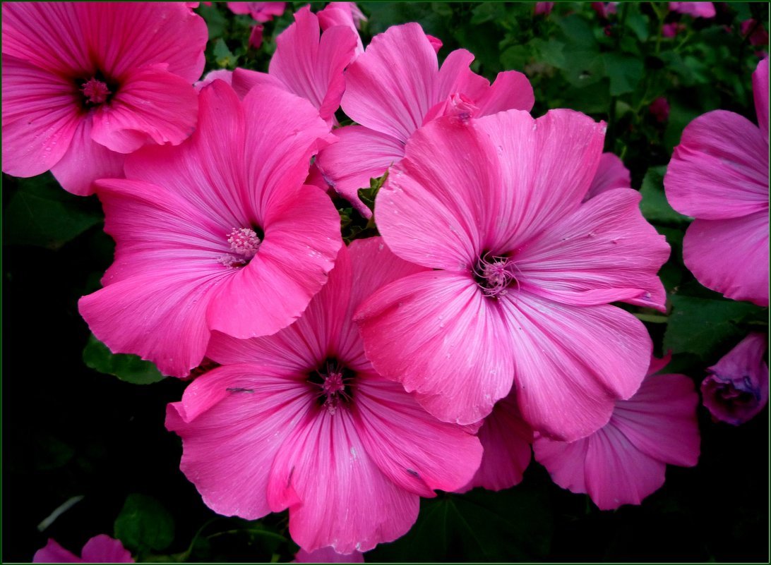 Лаватера Садовая роза