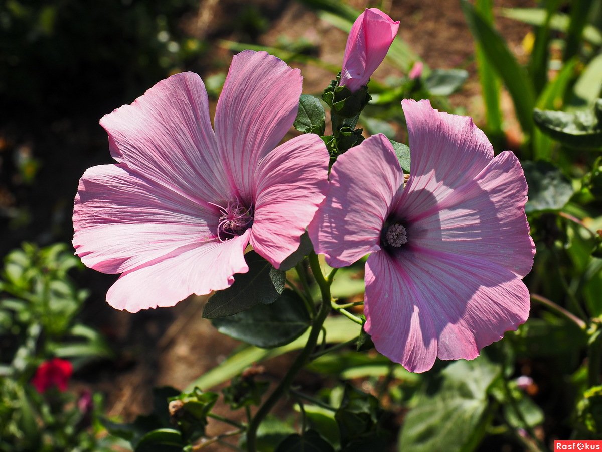 Лаватера Лавлайнс