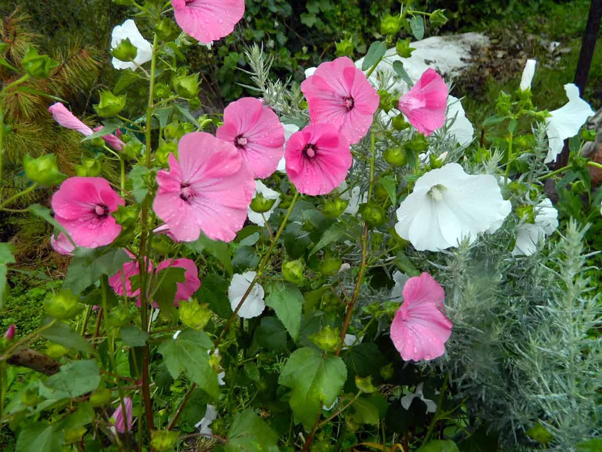 Лаватера Сильвер кап