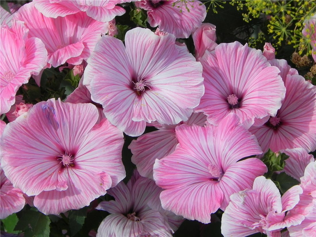 Лаватера белая