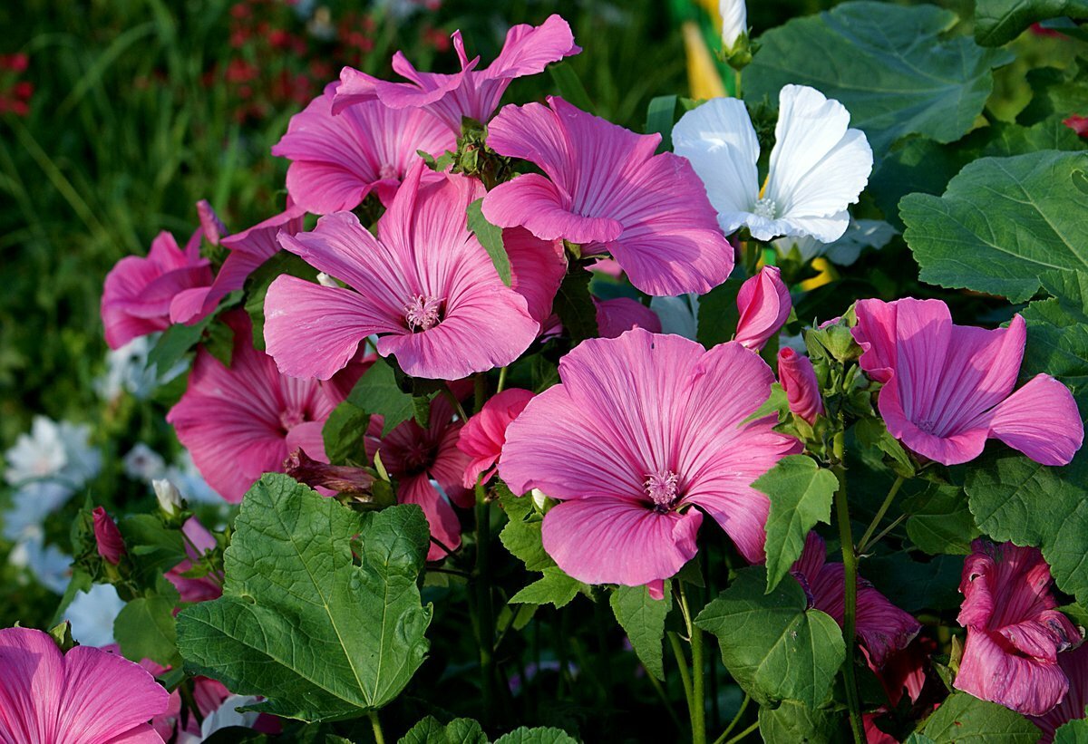 Лаватера красотка красная