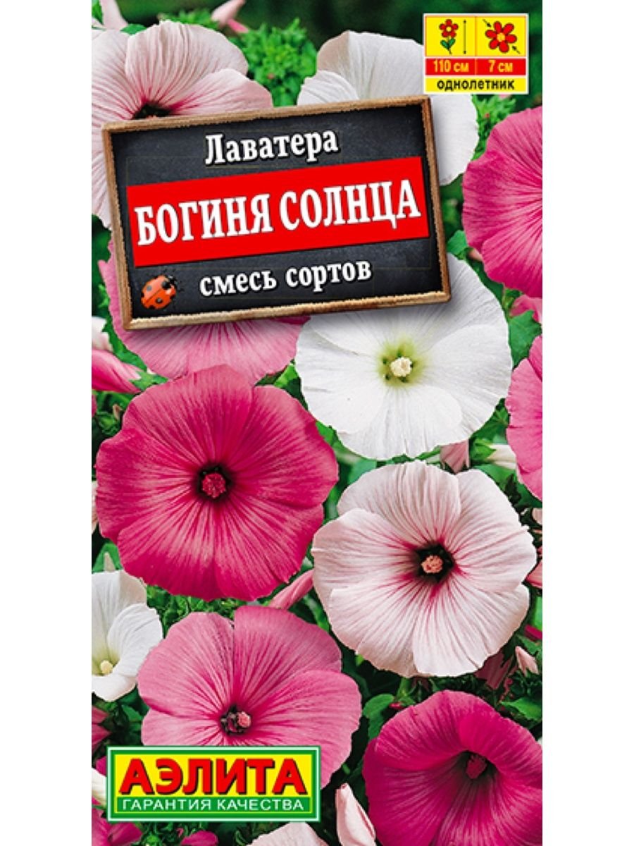 Цветок лаватера хатьма белая