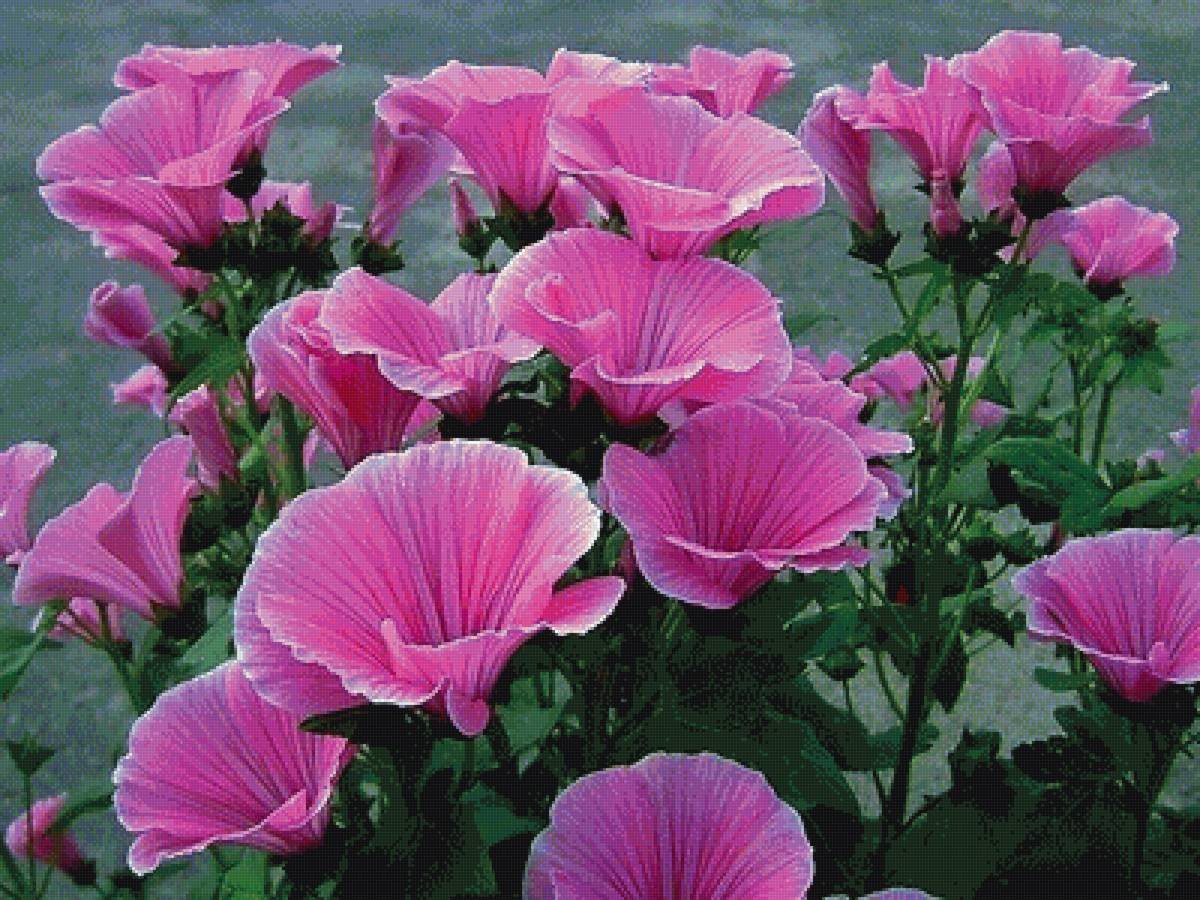 Лаватера Приморская