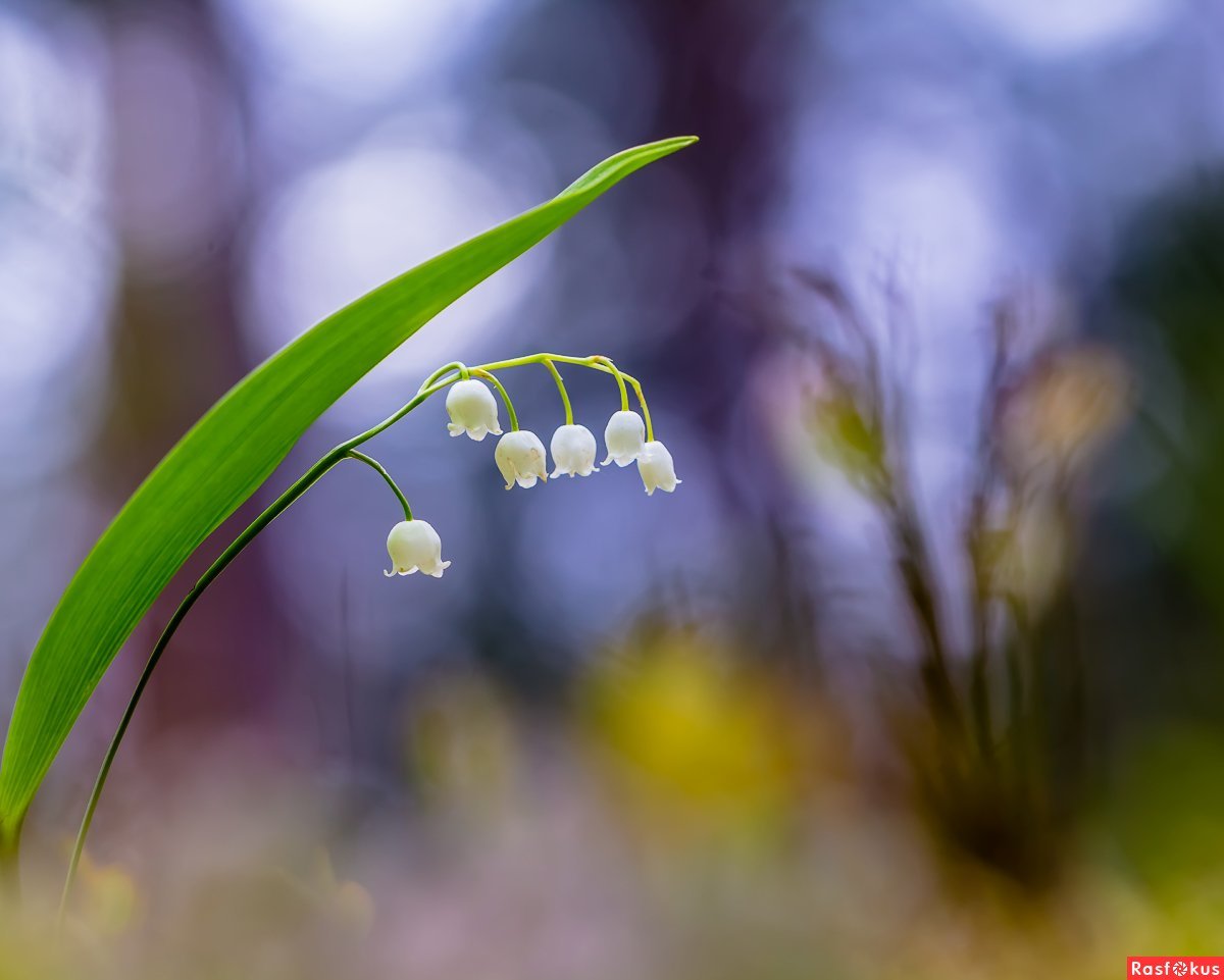Ландыш в лесу Макросъёмка