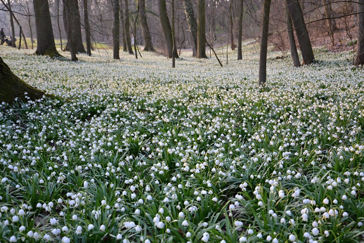 Пролески Поляна