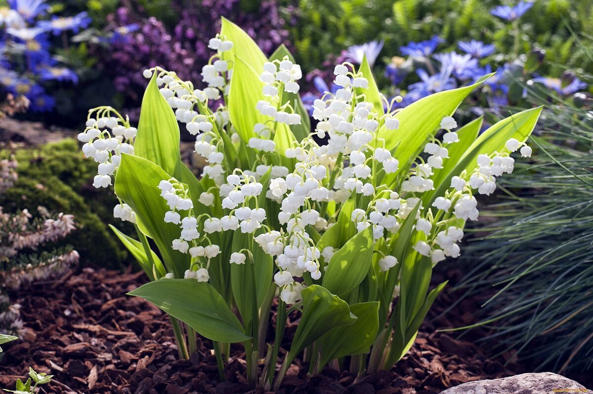 Ландыш горный