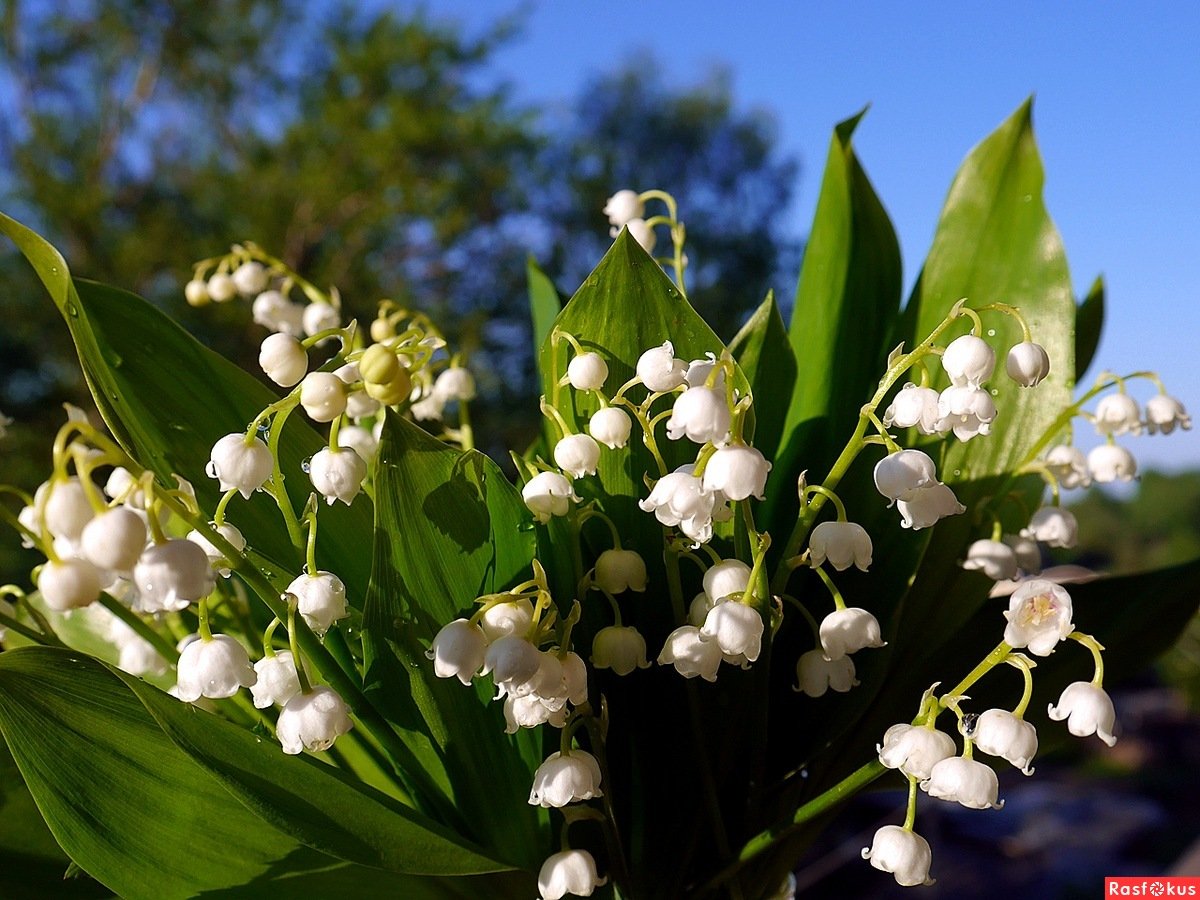 Ландыш горный